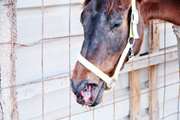 بیماری مشمشه، تهدیدی جدی برای پرورش دهندگان اسب